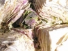 A cabbage ready to be planted for seeds